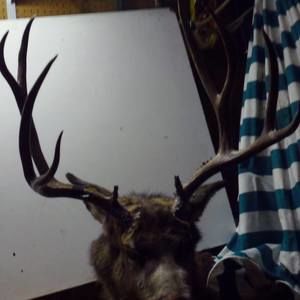 Meet your Posher, Bruce